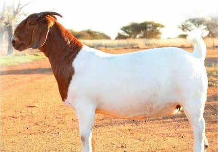 ALL TYPES OF GOATS ARE AVAILABLE