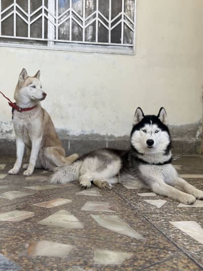Husky extreme quality