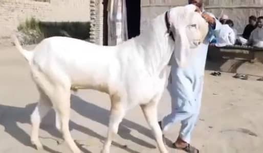 Qurbani ke liye Bakra For Sale _ 03102718755