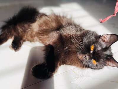 Persian cat for sale