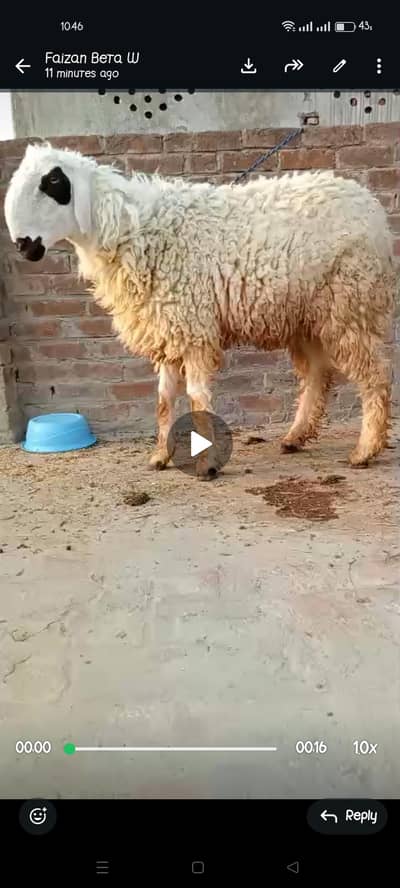 chatra for sale