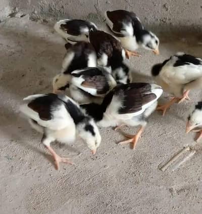 lassani aseel chicks