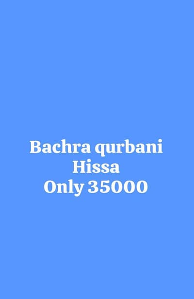 bachra hissa dalna ka Lia rabta kra
