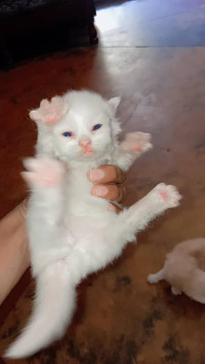 Parisan Cat For baby blue eye 3 face ball