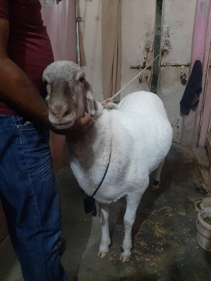 Sheep ( Domba) 0