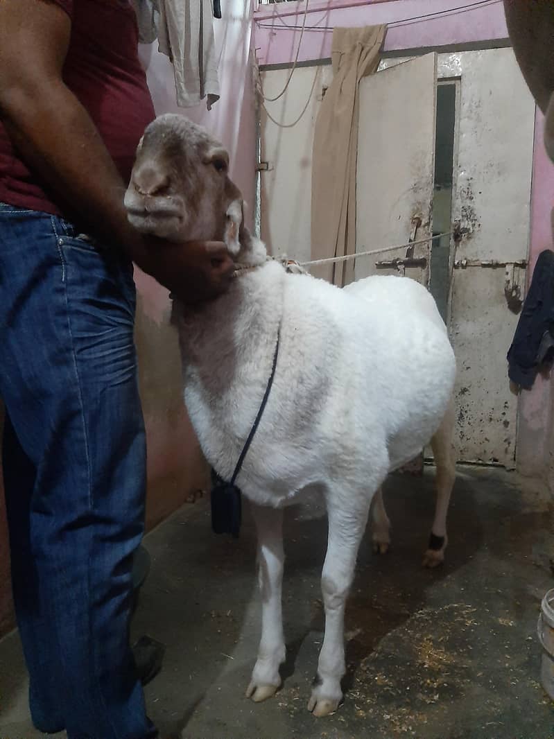 Sheep ( Domba) 1