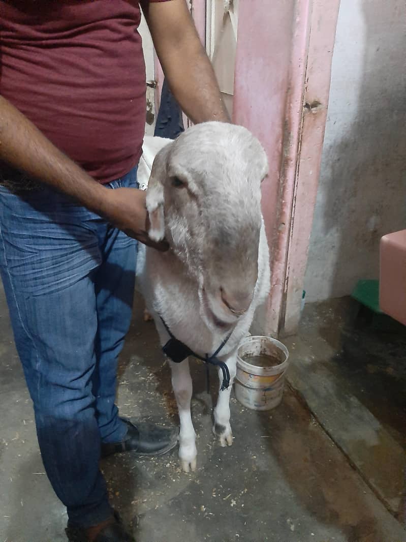 Sheep ( Domba) 2
