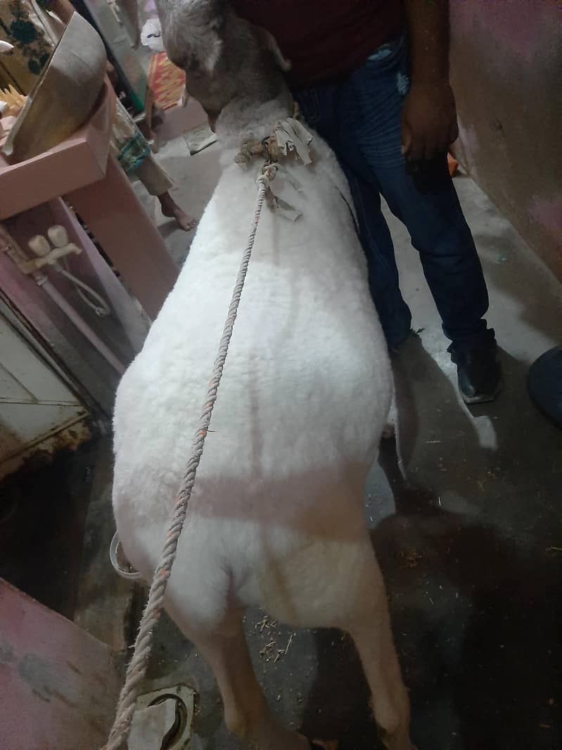 Sheep ( Domba) 4