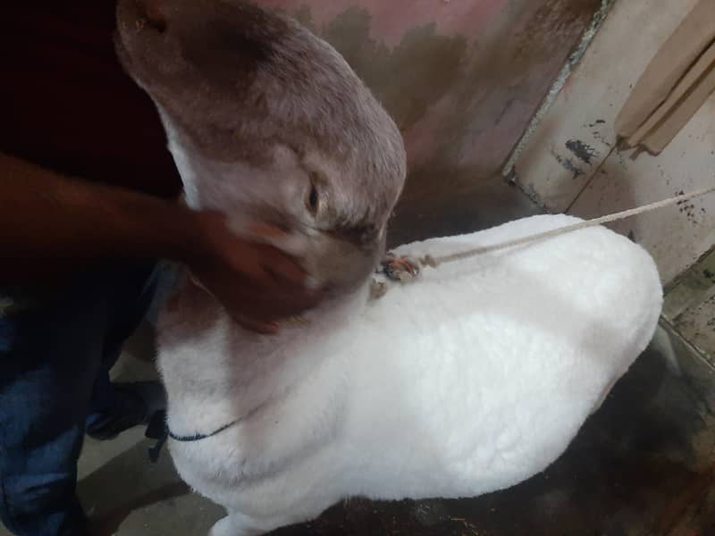 Sheep ( Domba) 5