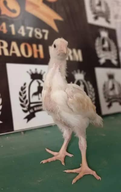 German O Shamo Chicks / Breeder / 03132414787