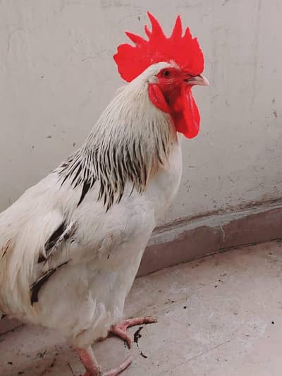Healthy and Active light Sussex male for sale