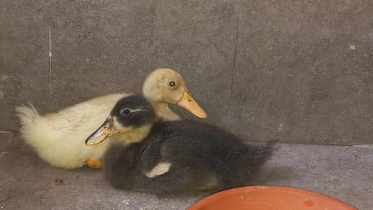 ducks for sale