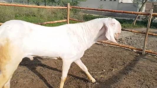 2 Dant Bakra For Sale _ 03102718755