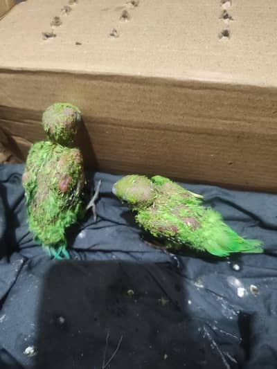 parrot babies pair