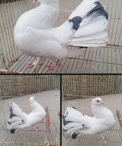 ENGLISH FANTAIL LAKA PAIR