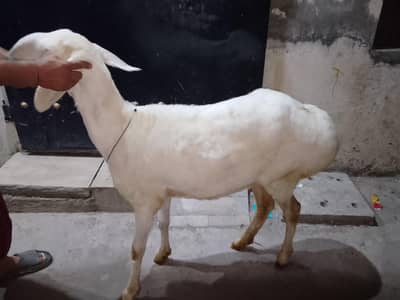 urgent sale dumbah dumbhi