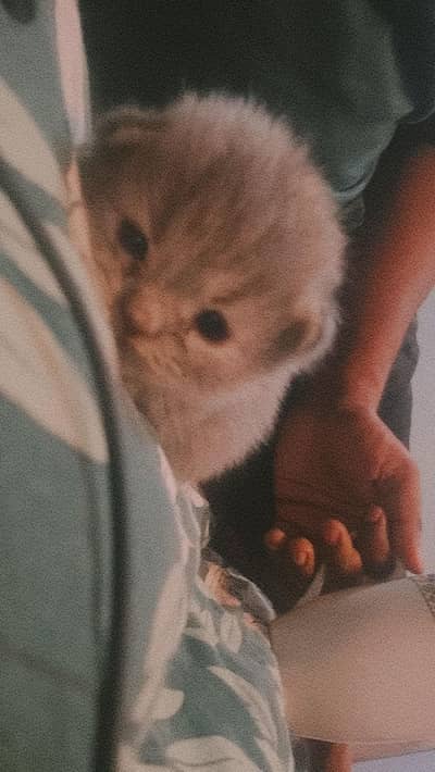 Persian kitten for sale triple coated