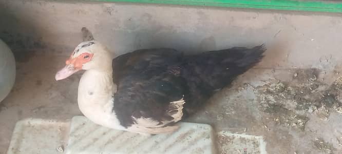 one female muscovy duck price 2500