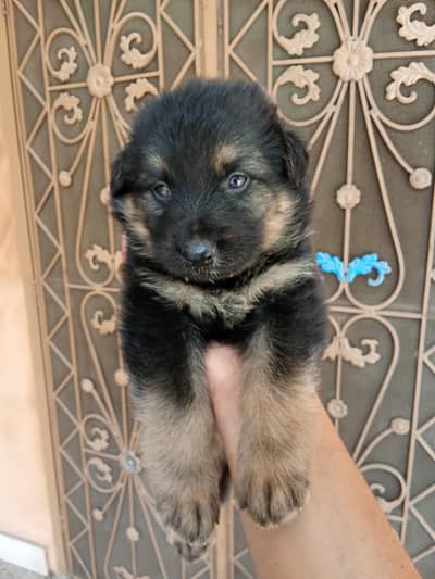 German Shepherd Puppies for Sale | Pure Breed | Faisalabad