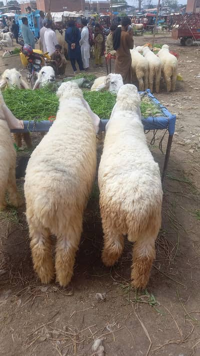 Pedu for Eid  sale 03077004931