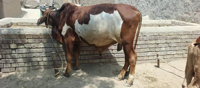 Desi bull