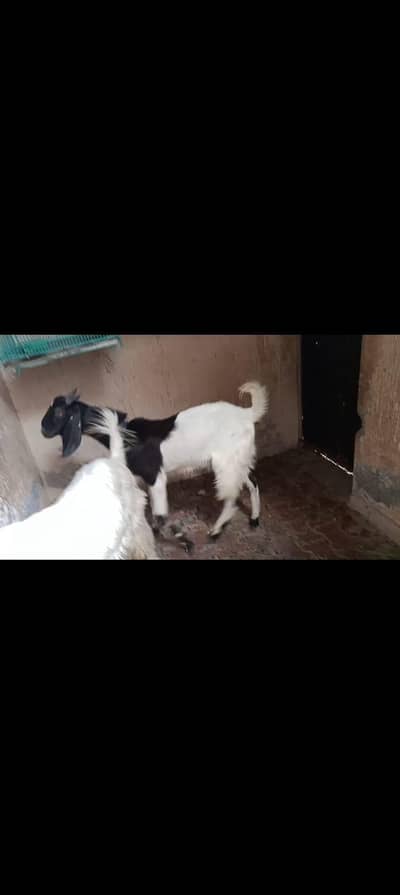 Goat for sale