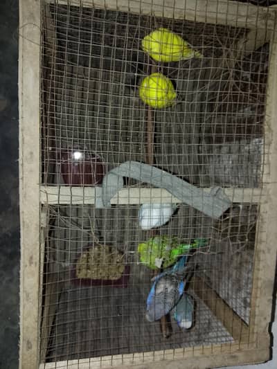 australia parrot all 10 condition