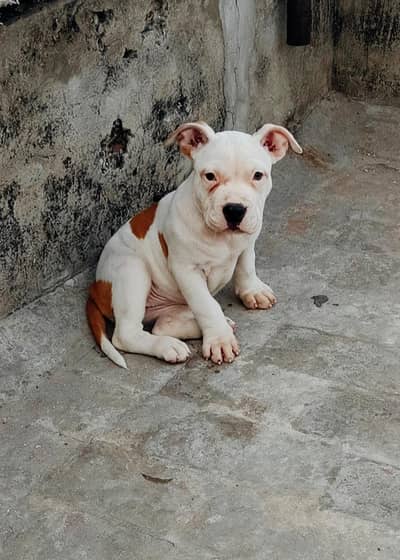 pitbull male and females both available at good prices. 0323408009