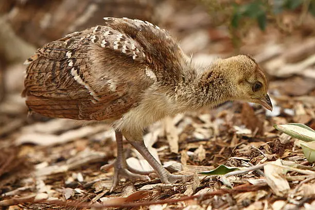 Home breed Indian Blue Peachicks