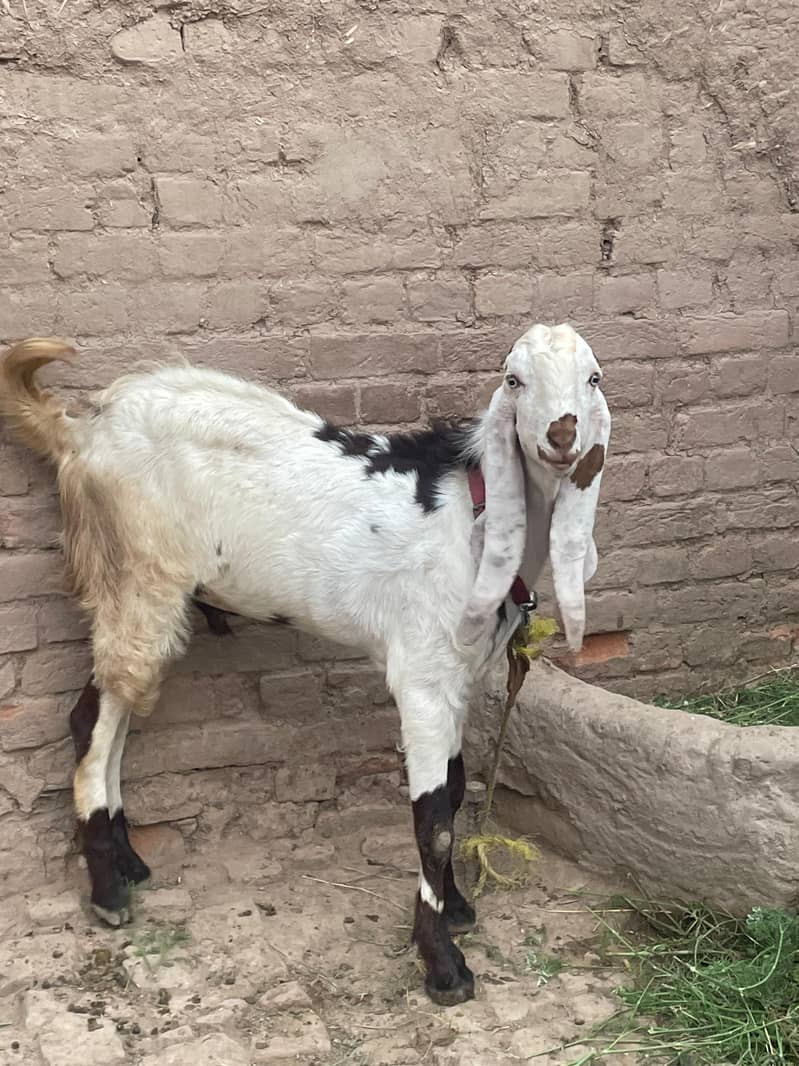 goat  0