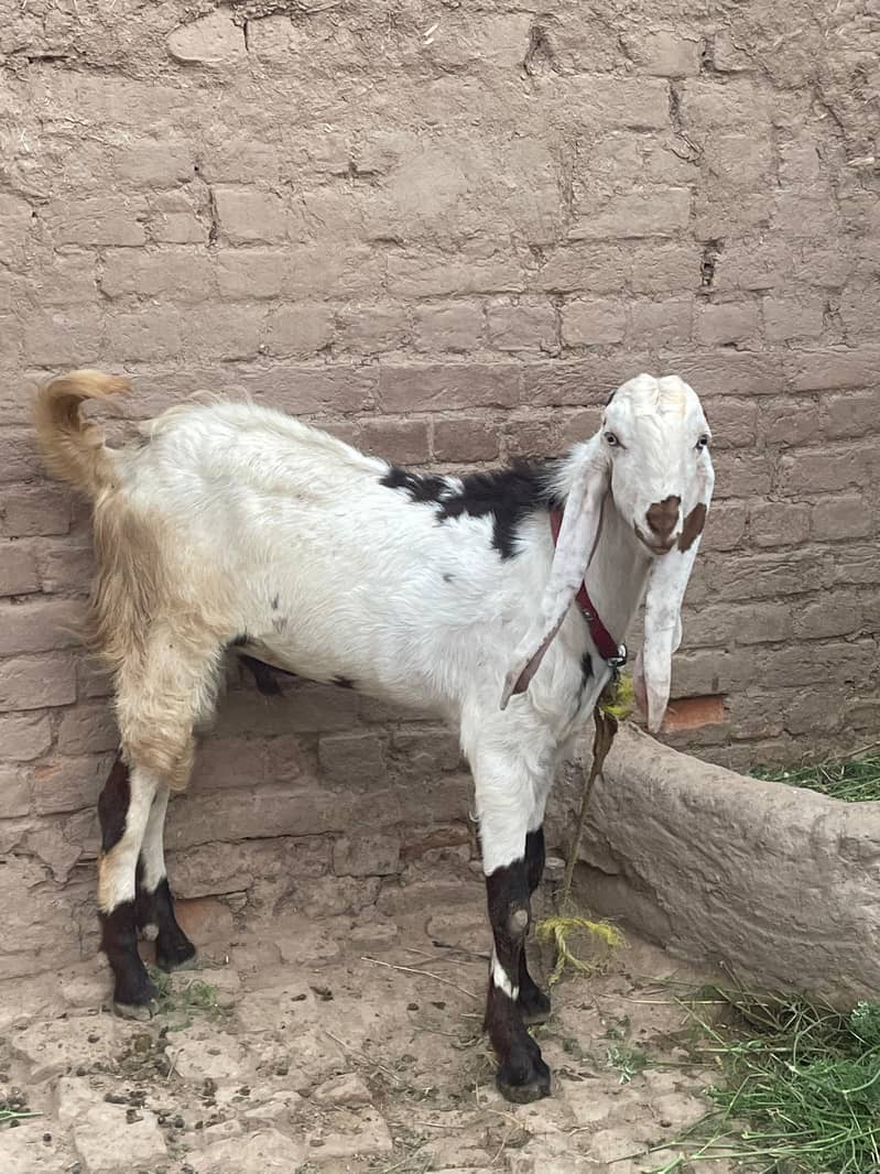 goat  2