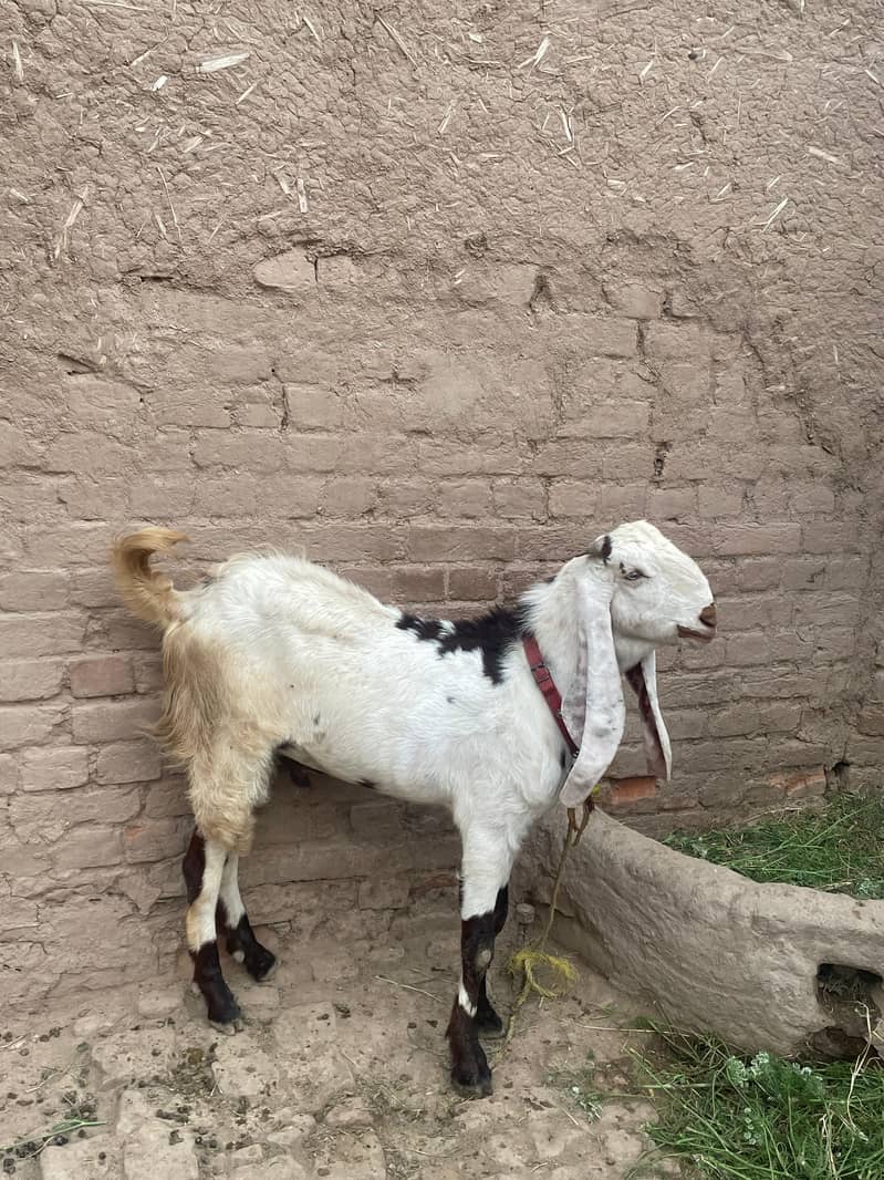 goat  3
