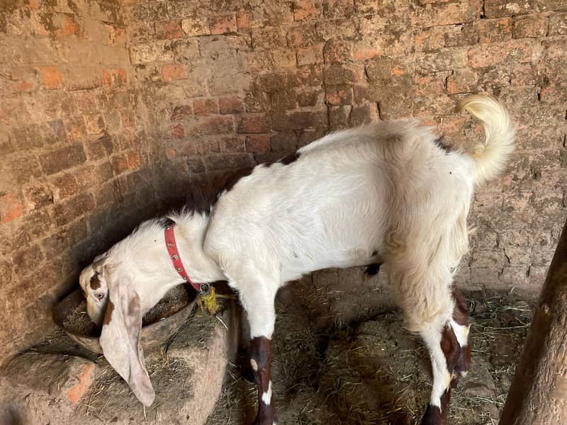 goat  4