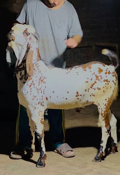 bakra03041979402