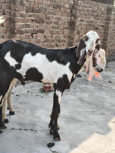 2  baka Jodi qurbani sale