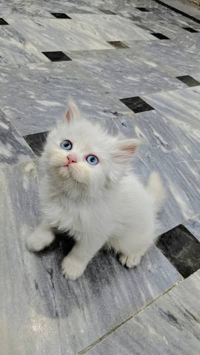 2 pairs 3 cot kittens
