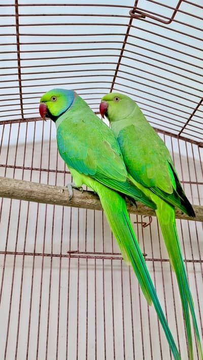 Beautiful Ringneck Breeder Pair