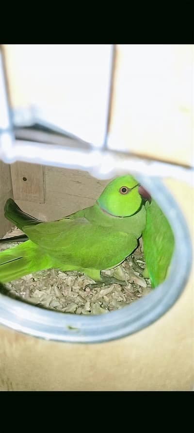 Beautiful Ringneck Breeder Pair