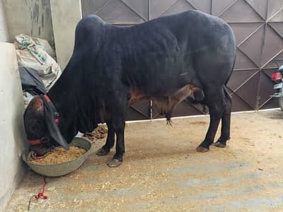 baraman or sahiwal ka cross hai jutt black