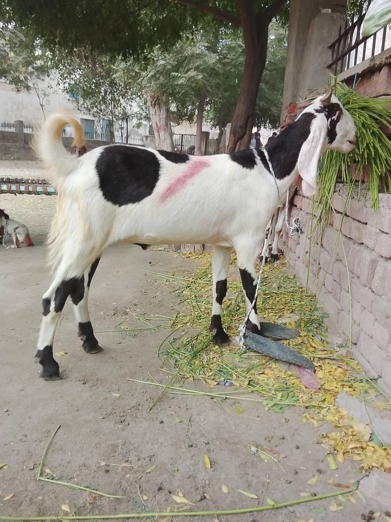 Goats 1