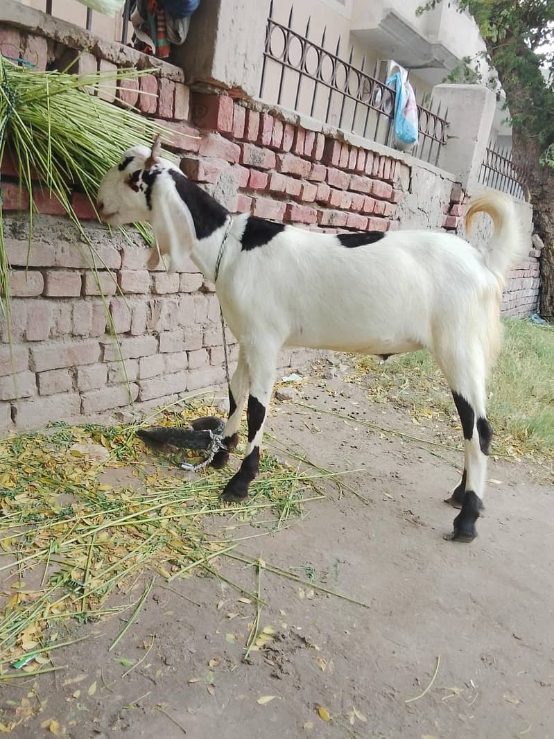 Goats 2
