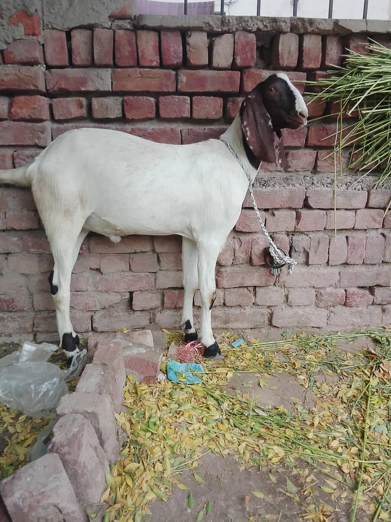Goats 3