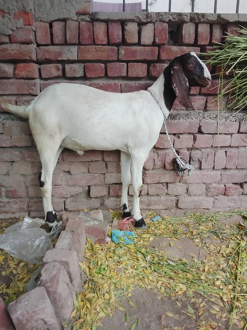 Goats 4