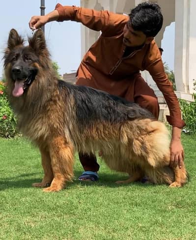 German shepherd triple coat male 15 month age available