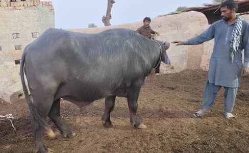 For Qurbani