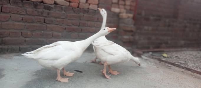 pure white duck