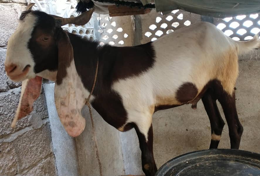 bakra 0