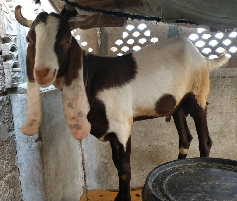 bakra 1