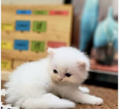 parsin Cat Female baby Urgent For Sale