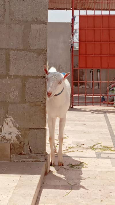 white teddy goat for sell